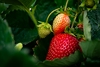 ITC confirms injury in winter strawberry antidumping case