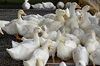 EU targets Chinese Pekin duck imports in rare agricultural trade investigation